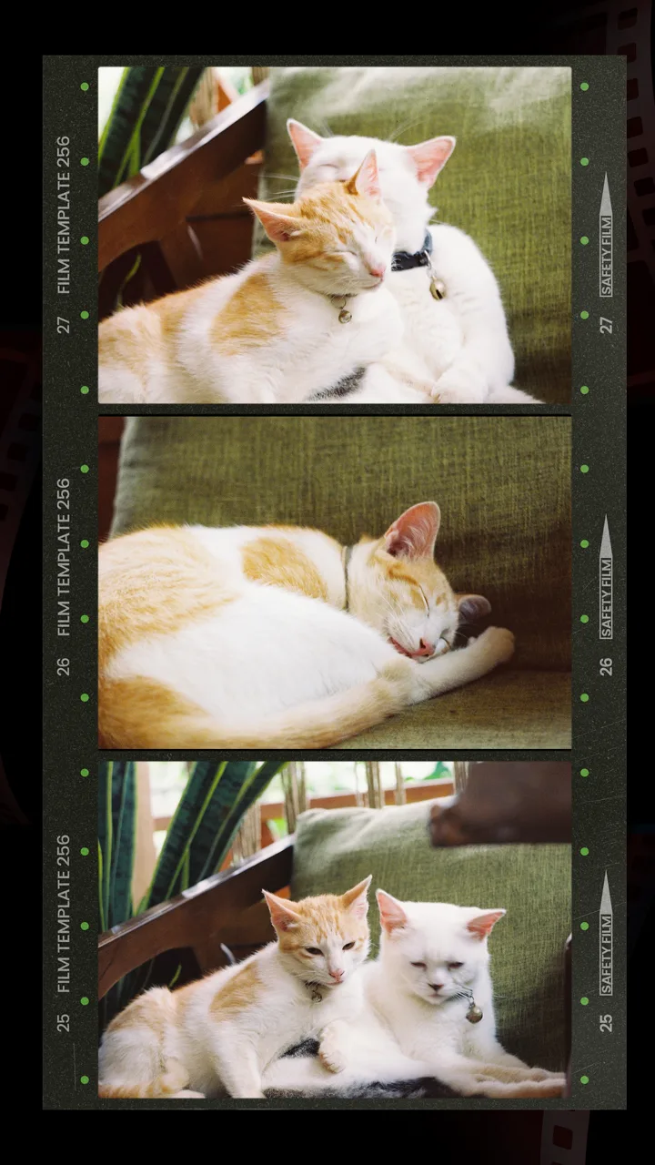 Film Cam — warm café photos on film